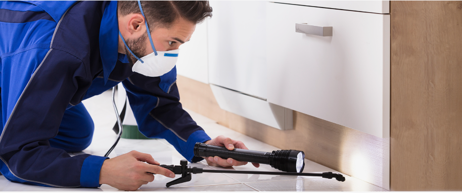 Lakeland pest xpert removal